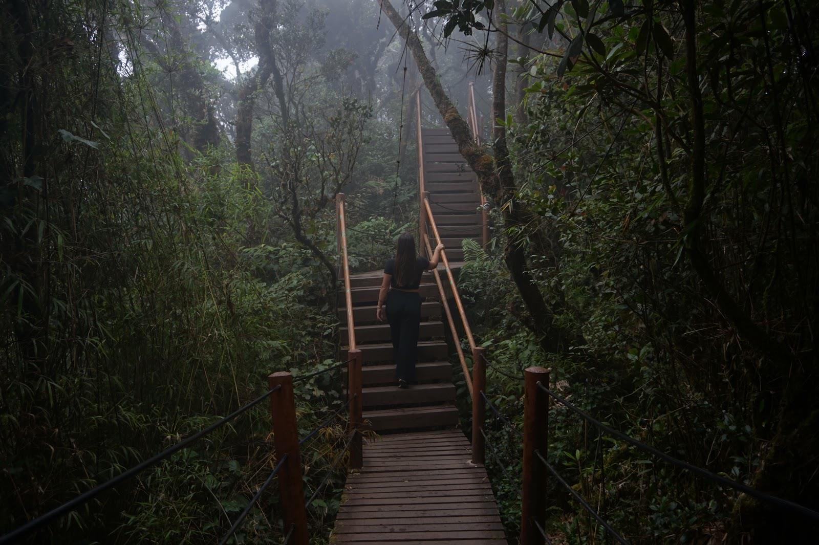 Mossy Forest walkway